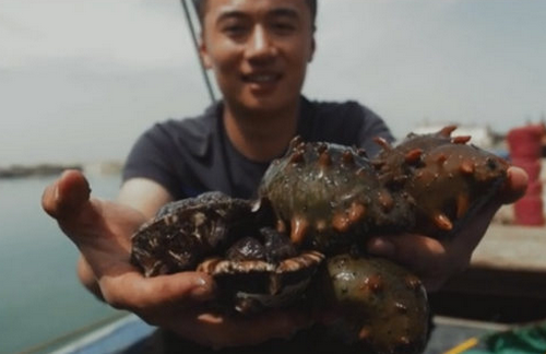 長(zhǎng)島海參如何培育