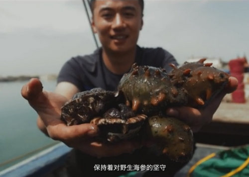 大欽島海參真正的野生